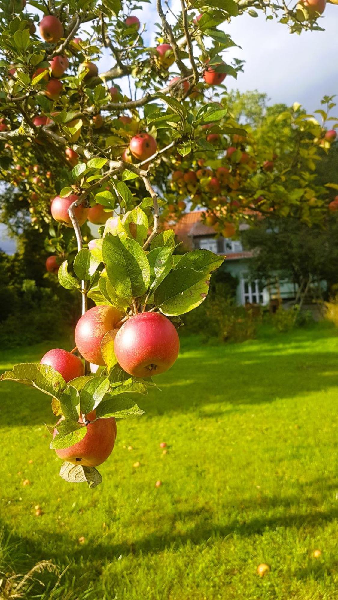 Ferienhaus Salvia Gremersdorf-Buchholz Kültér fotó