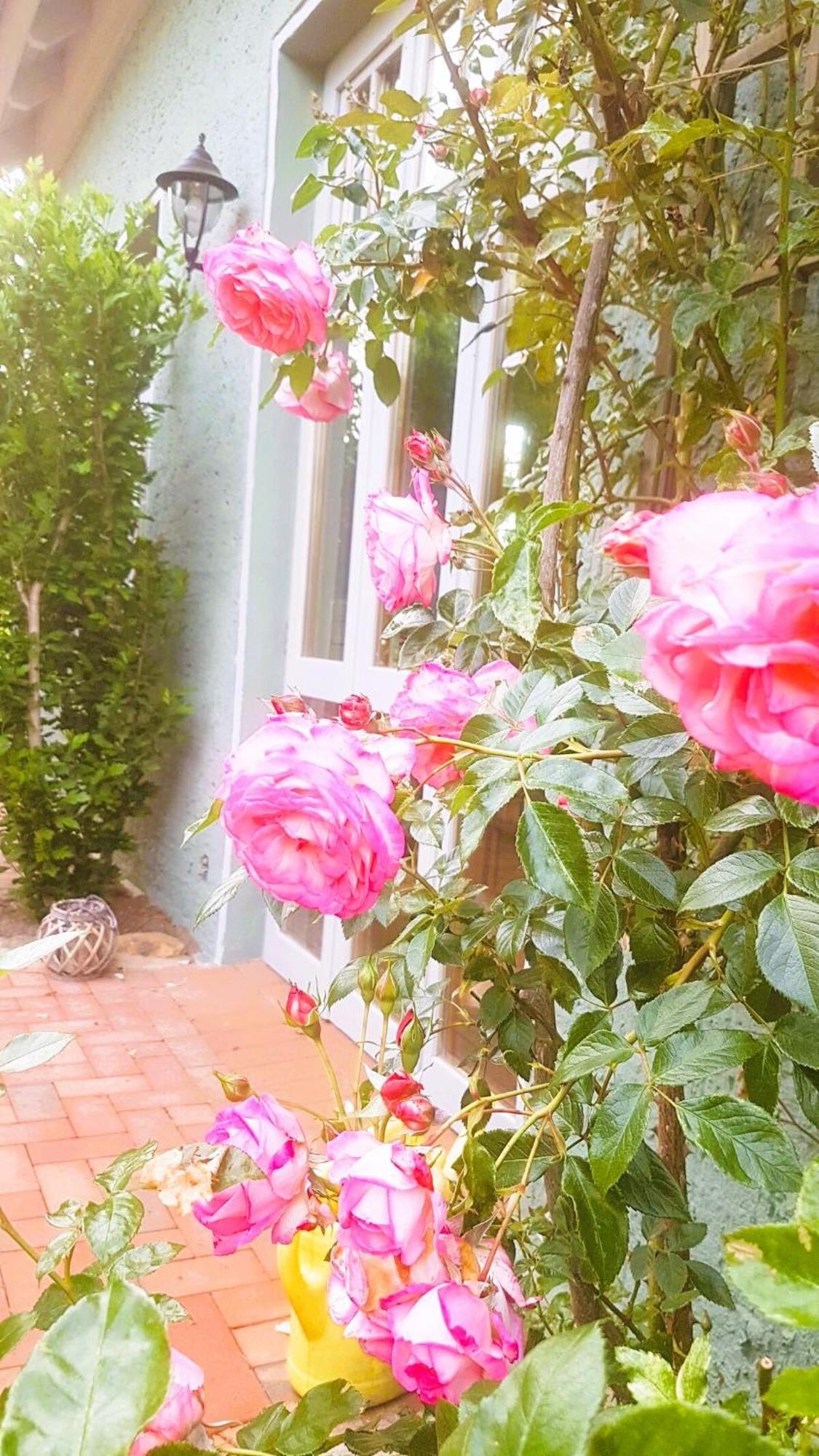 Ferienhaus Salvia Gremersdorf-Buchholz Kültér fotó